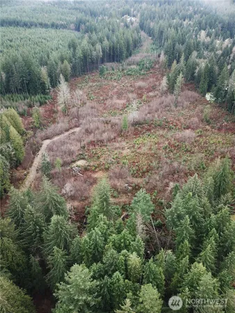 a view of a forest with lots of trees