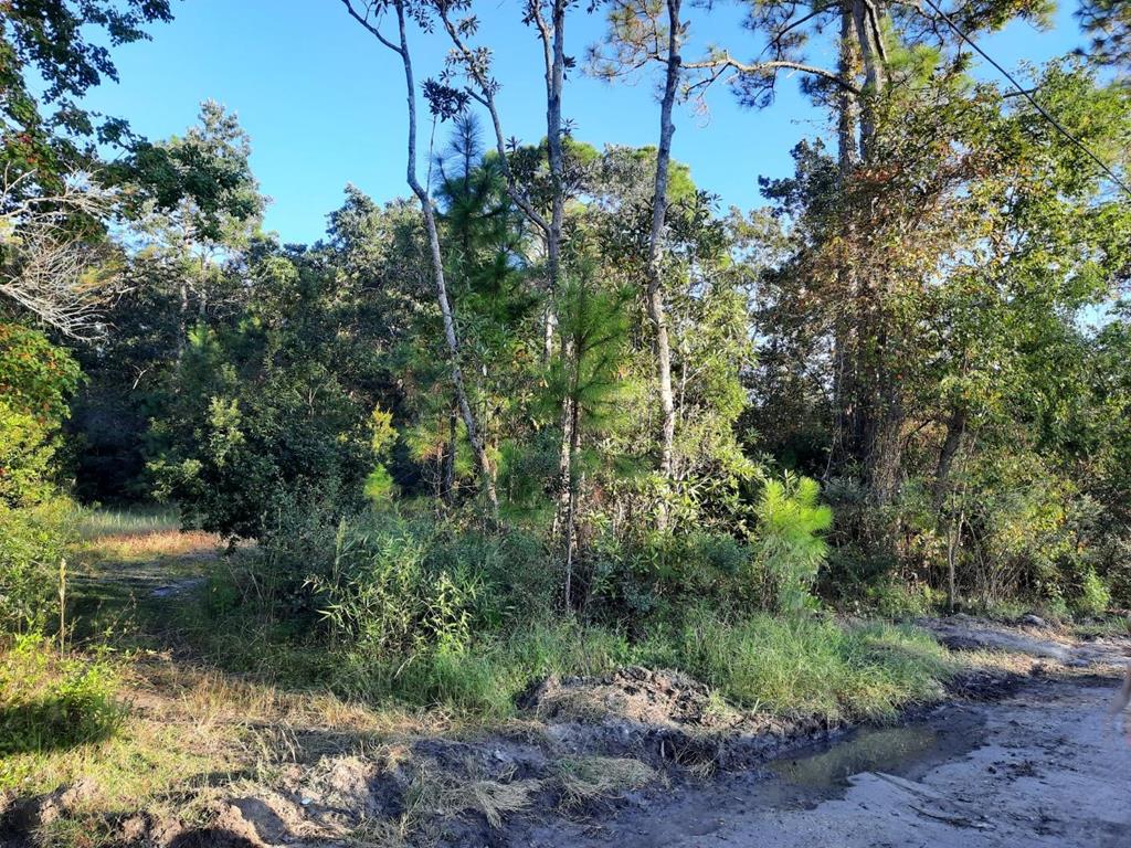 1532 Jacobs Way Carrabelle, FL 32322 - Photo 8 of 15
