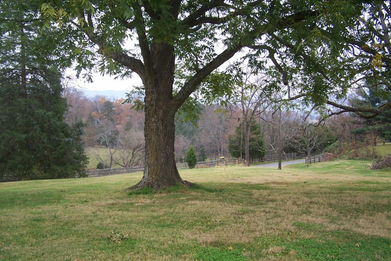 593 Black Magic Farm Road Buchanan, VA 24066 - Photo 22 of 33 Front view down street