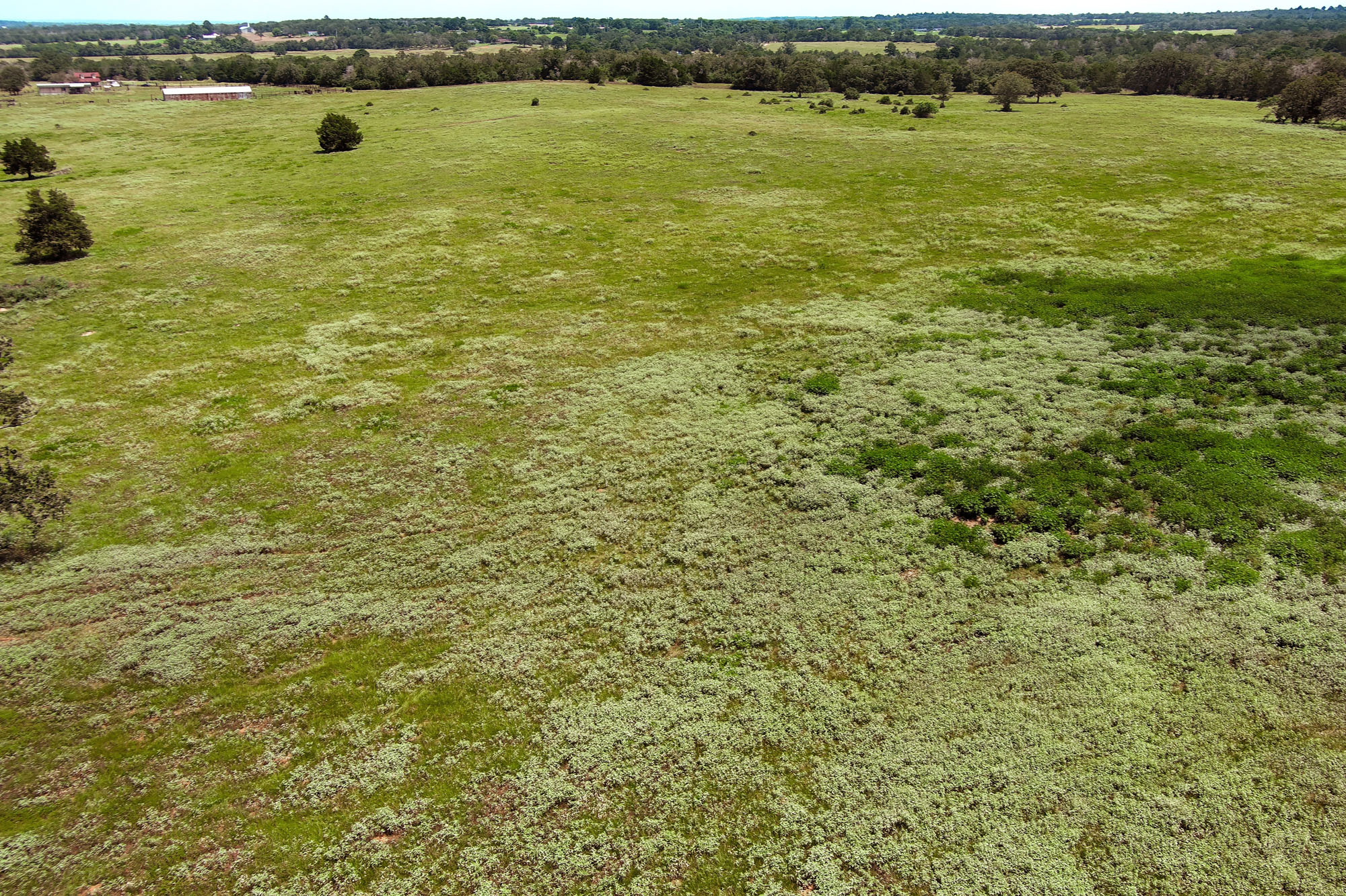 Tbd Hofferek Road Rosanky, TX 78953 - Photo 21 of 32 Vast green acreage unfolds under a clear sky, offering a blank canvas for development or pastoral pursuits.