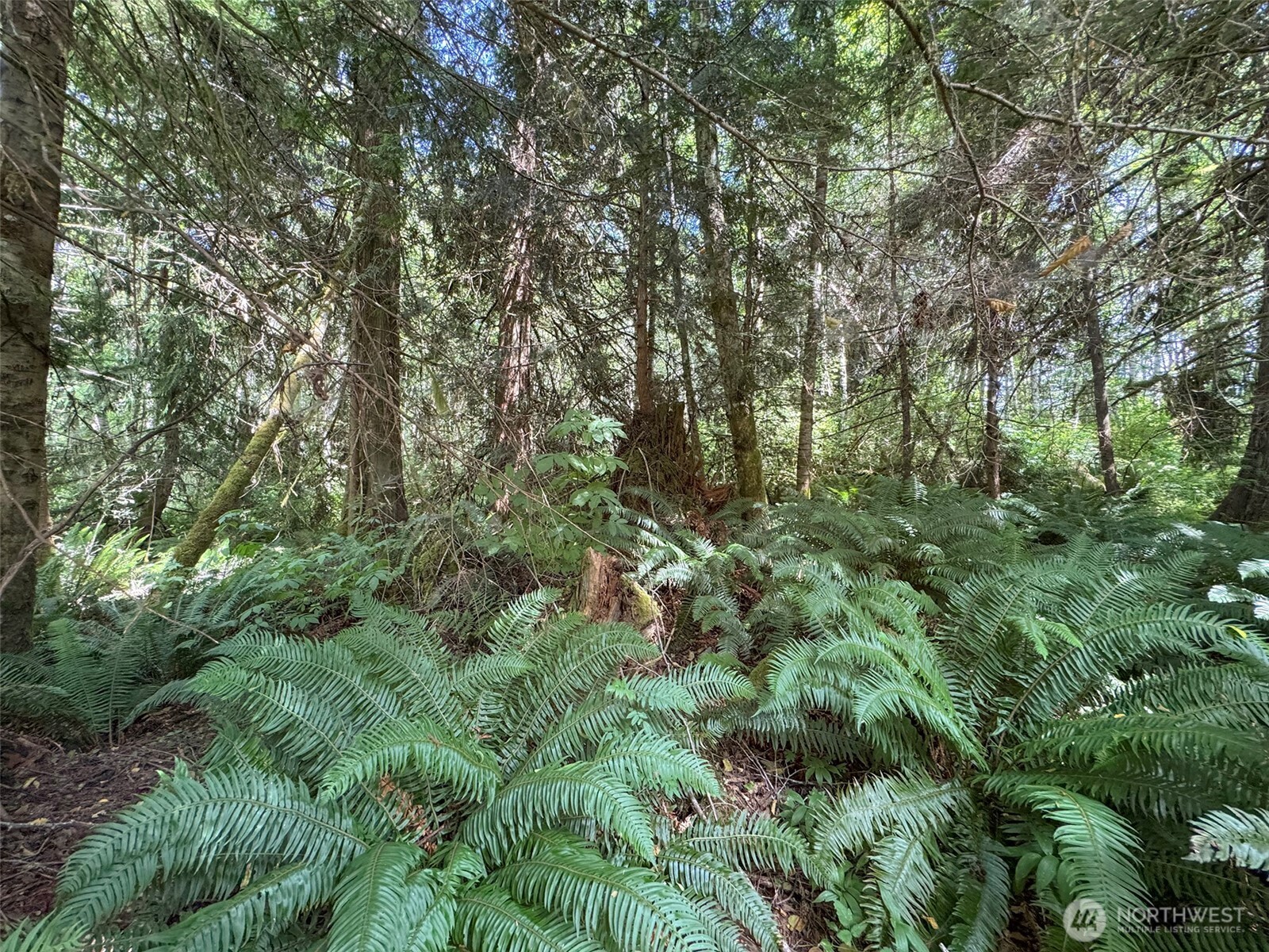 0 Thompson Road Port Angeles, WA 98363 - Photo 8 of 15 a view of a lush green forest