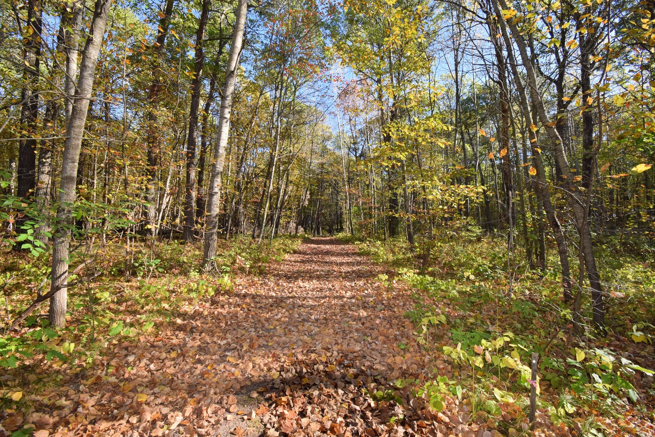 4899 County Road A Webster, WI 54893 - Photo 46 of 60