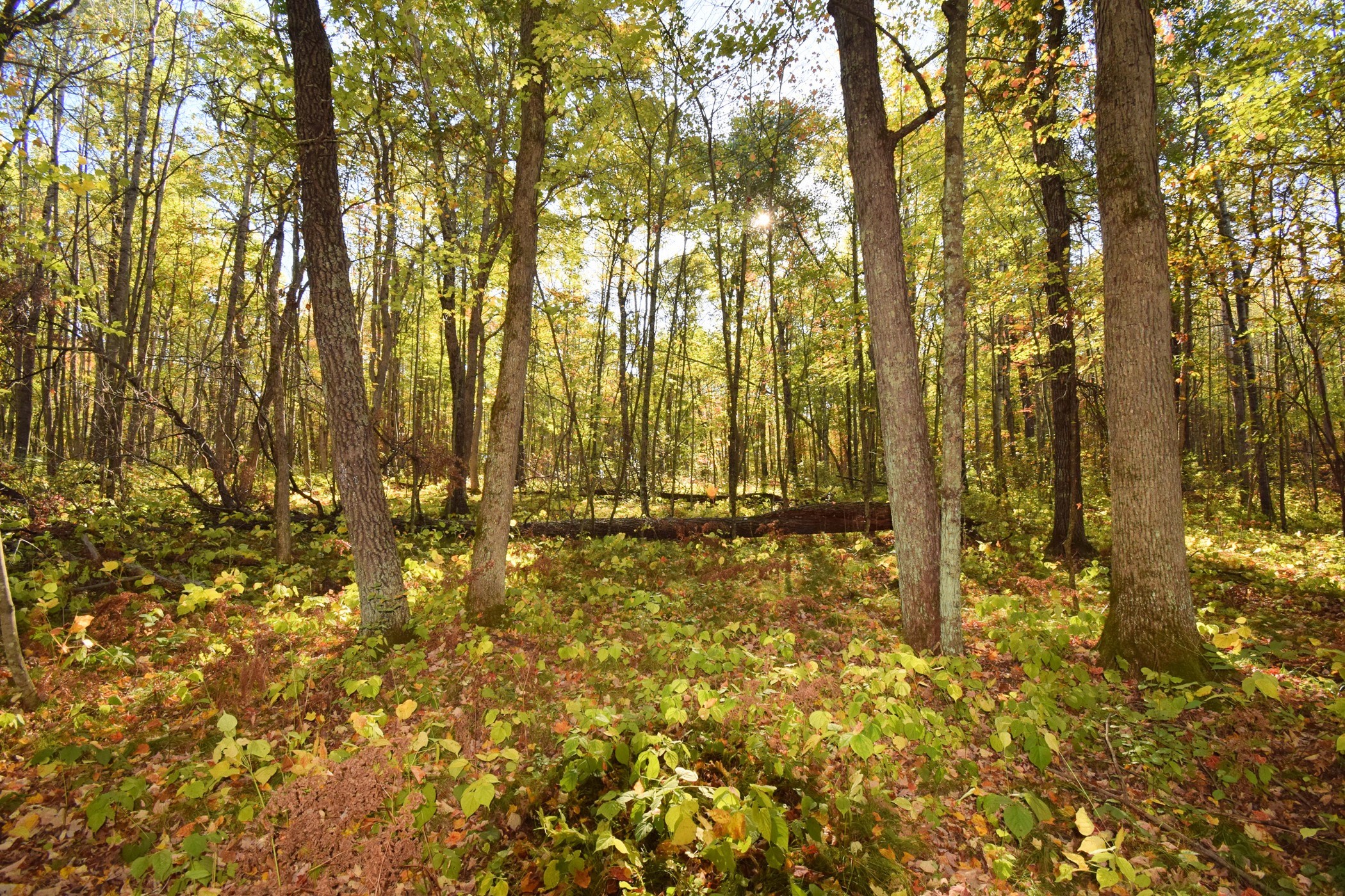 4899 County Road A Webster, WI 54893 - Photo 47 of 60