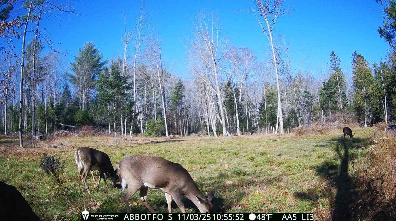 22 Back Parkman Road Abbot, ME 04406 - Photo 27 of 38