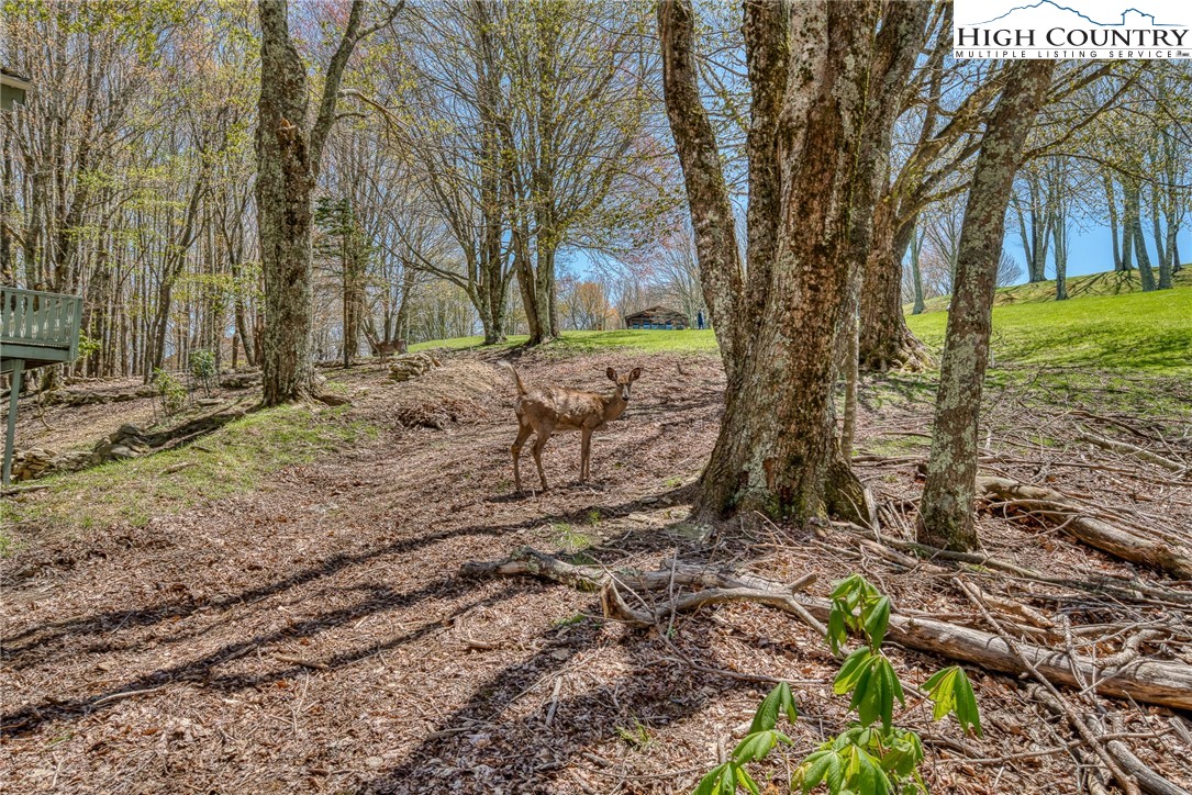 201 Grassy Gap Loop Road Beech Mountain, NC 28604 - Photo 1 of 16 a backyard of a house with a trees