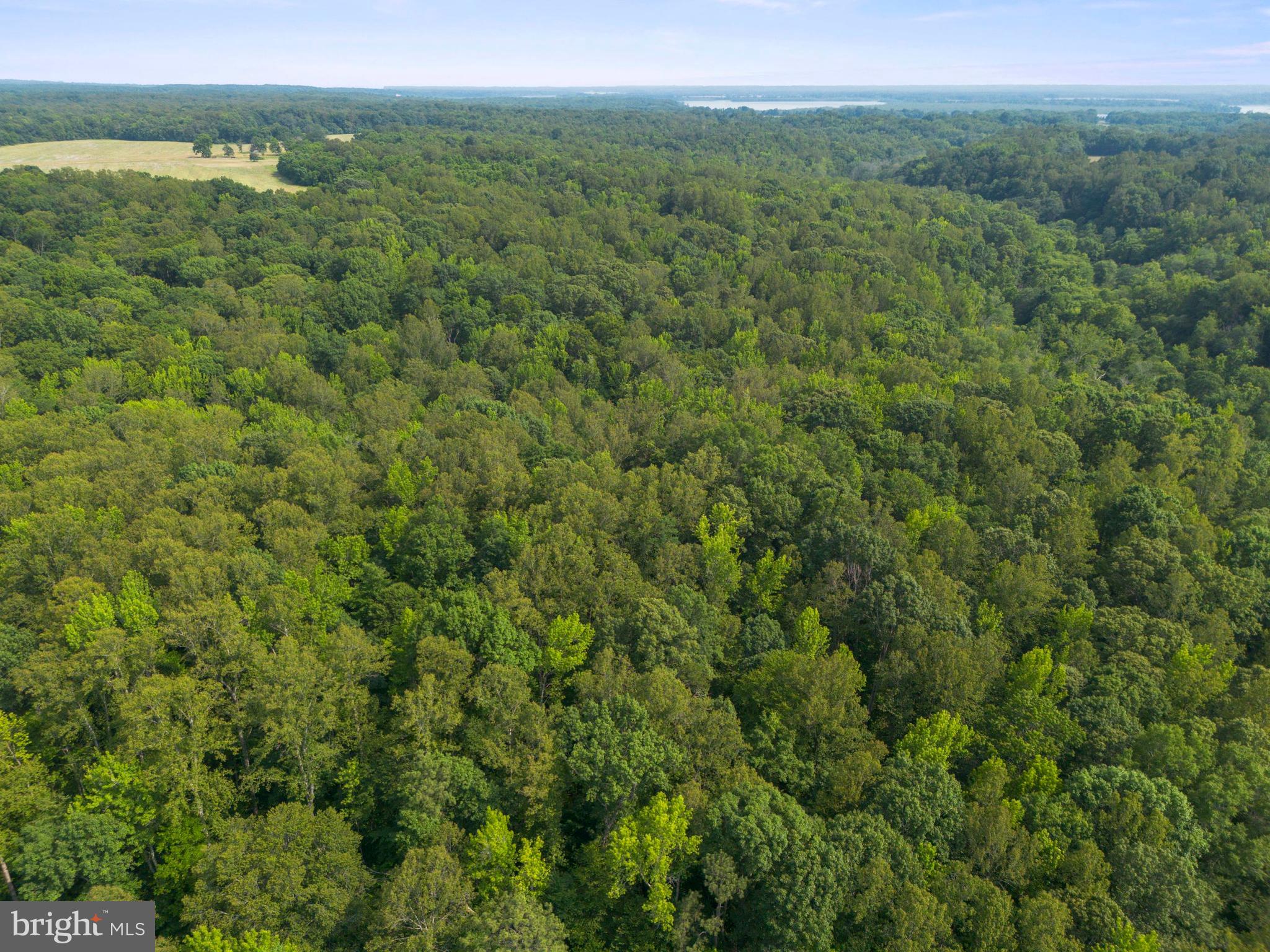 Lot 3 Salem Church Road King George, VA 22485 - Photo 3 of 10 a view of a forest with a street