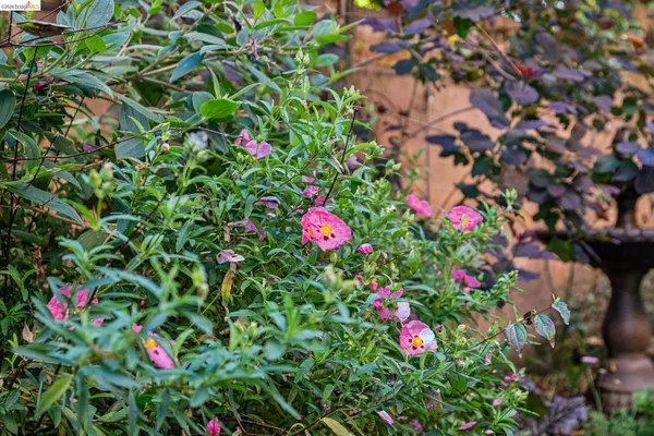 $1,395,000 | 1515 Oxford Street, Unit 1D, Berkeley, CA 94709