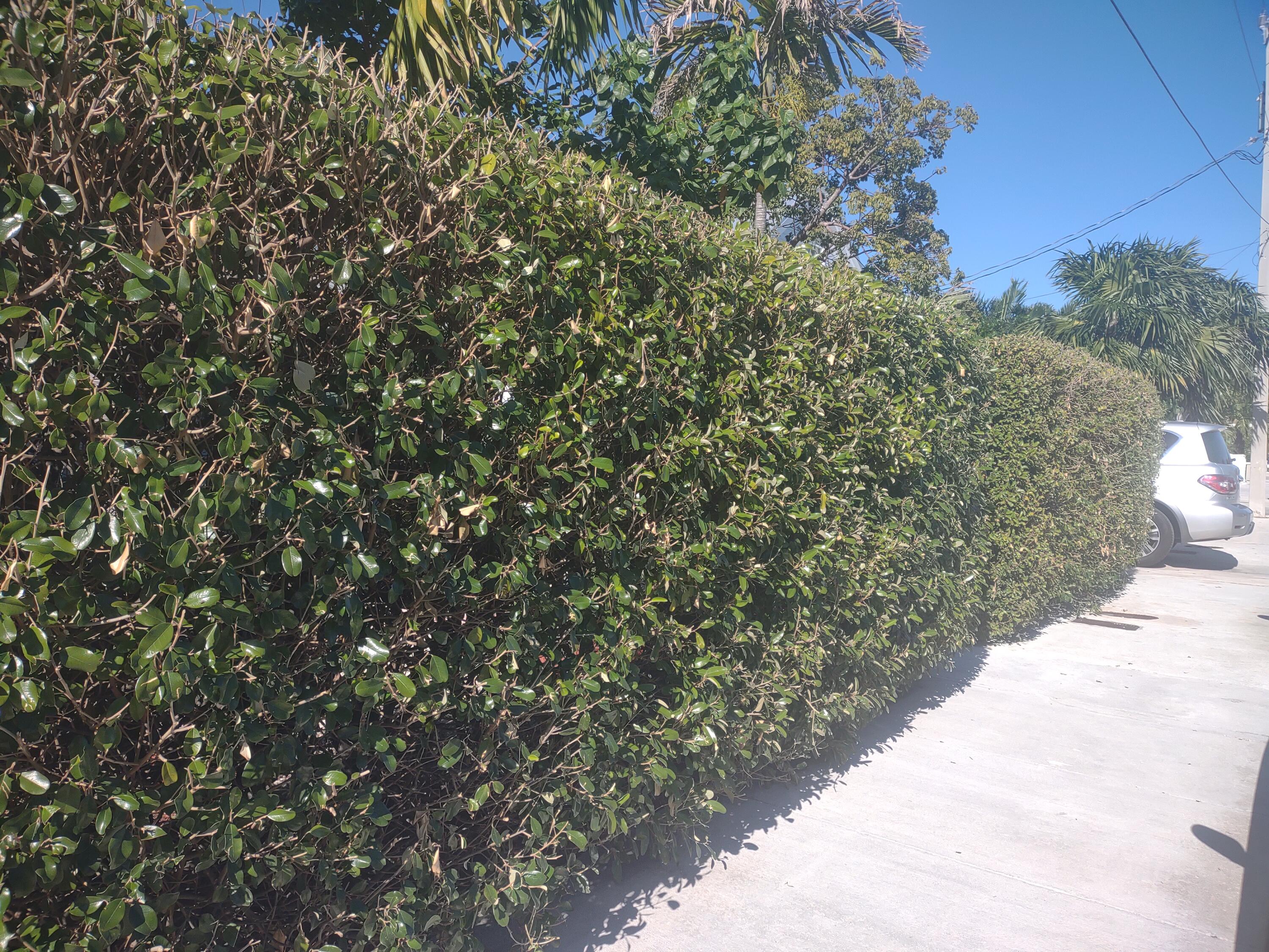 2311 Patterson Avenue Key West, FL 33040 - Photo 28 of 39 a view of a yard with a tree