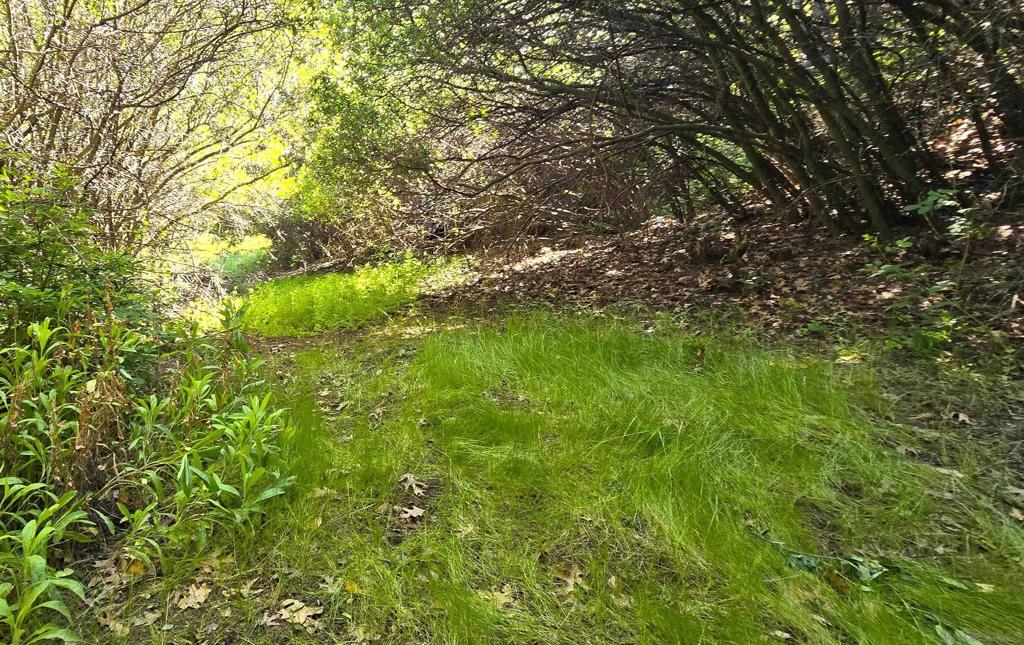 38 Creek Road Julian, CA 92036 - Photo 3 of 16 a view of a yard