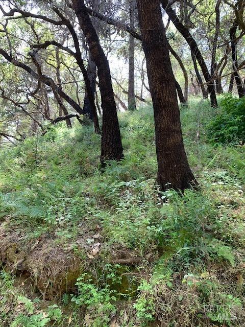 2100 Big Ridge Road Healdsburg, CA 95448 - Photo 11 of 20 a view of a trees in a yard