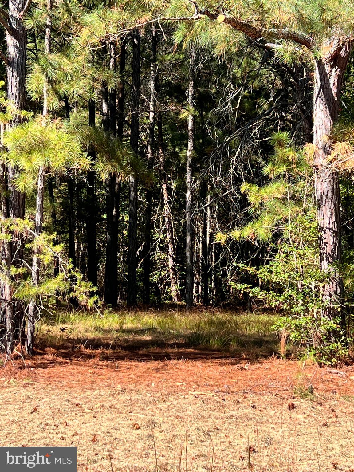 121 North Glebe Road Montross, VA 22520 - Photo 2 of 7 a view of a yard