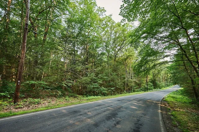 a view of a yard with plants and large trees