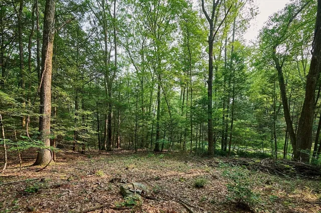 a view of a forest with trees in the background