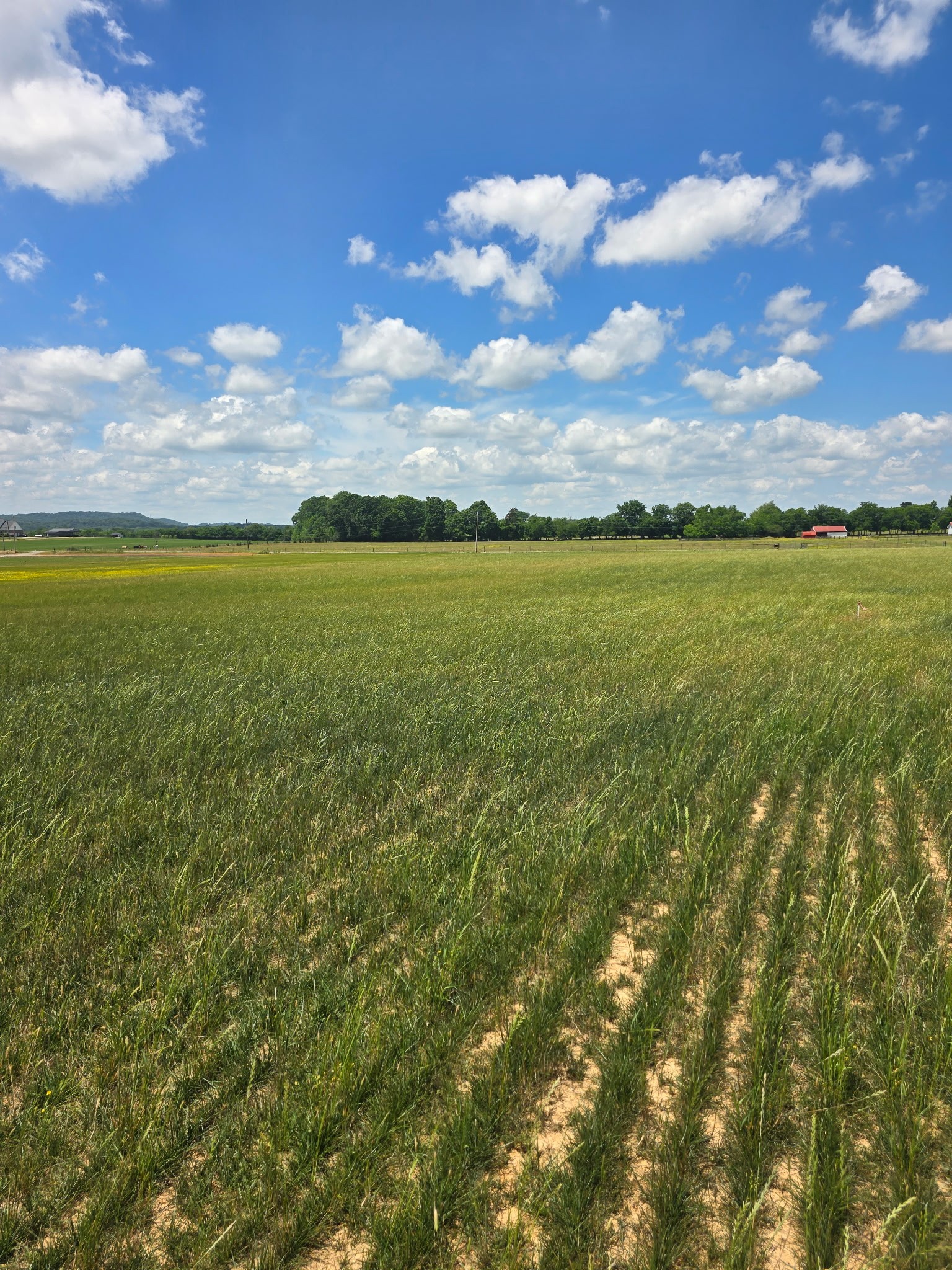 0 Shoemaker Road Eagleville, TN 37060 - Photo 2 of 17