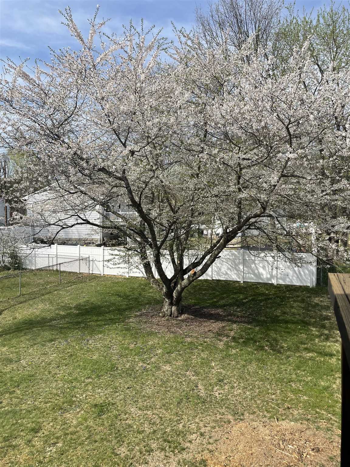 36 Sutton Park Road Poughkeepsie, NY 12603 - Photo 8 of 17 a view of yard with tree