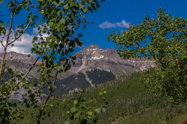 a close up of a plant in a garden