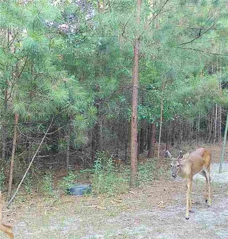 5618 Bowen Road Blackshear, GA 31516 - Photo 56 of 64