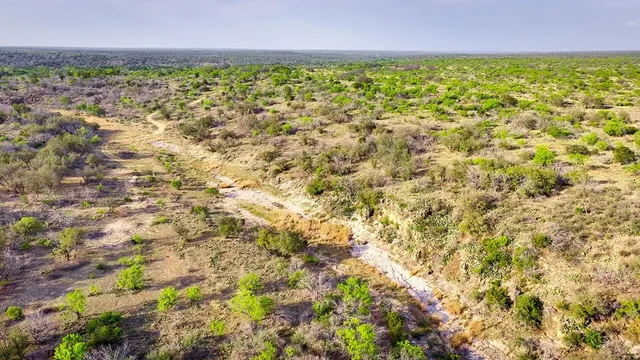 a view of a field with a tree in the background