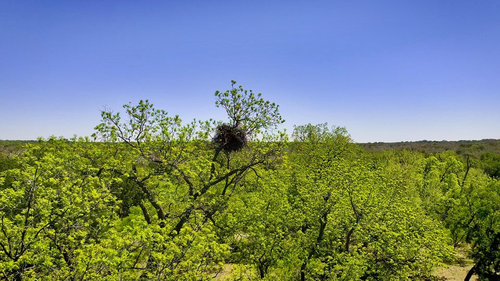 7461 Triplet Mill Road Mason, TX 76856 - Photo 20 of 46 a view of a garden