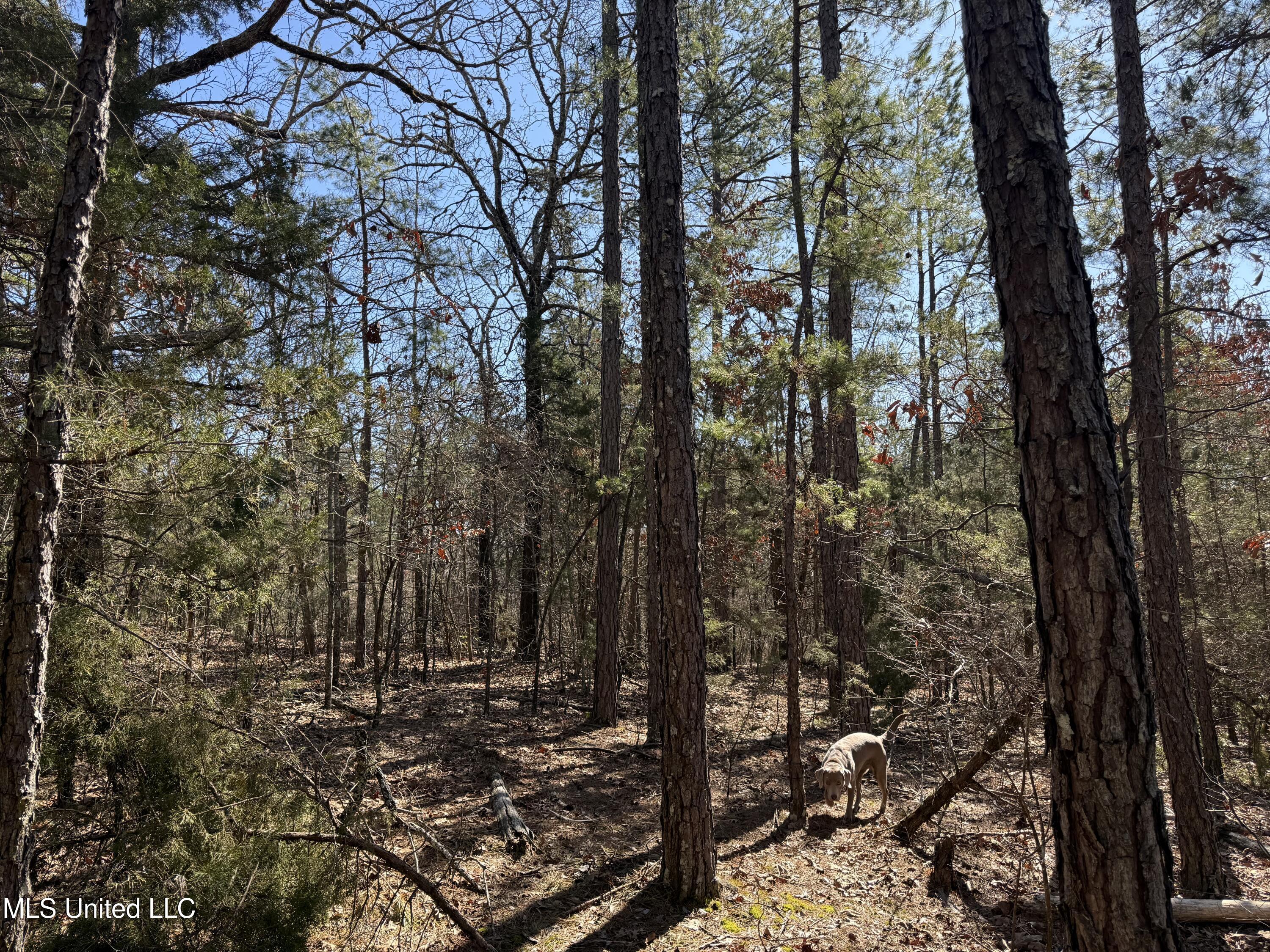 186 County Road Coffeeville, MS 38922 - Photo 14 of 26 IMG_9893