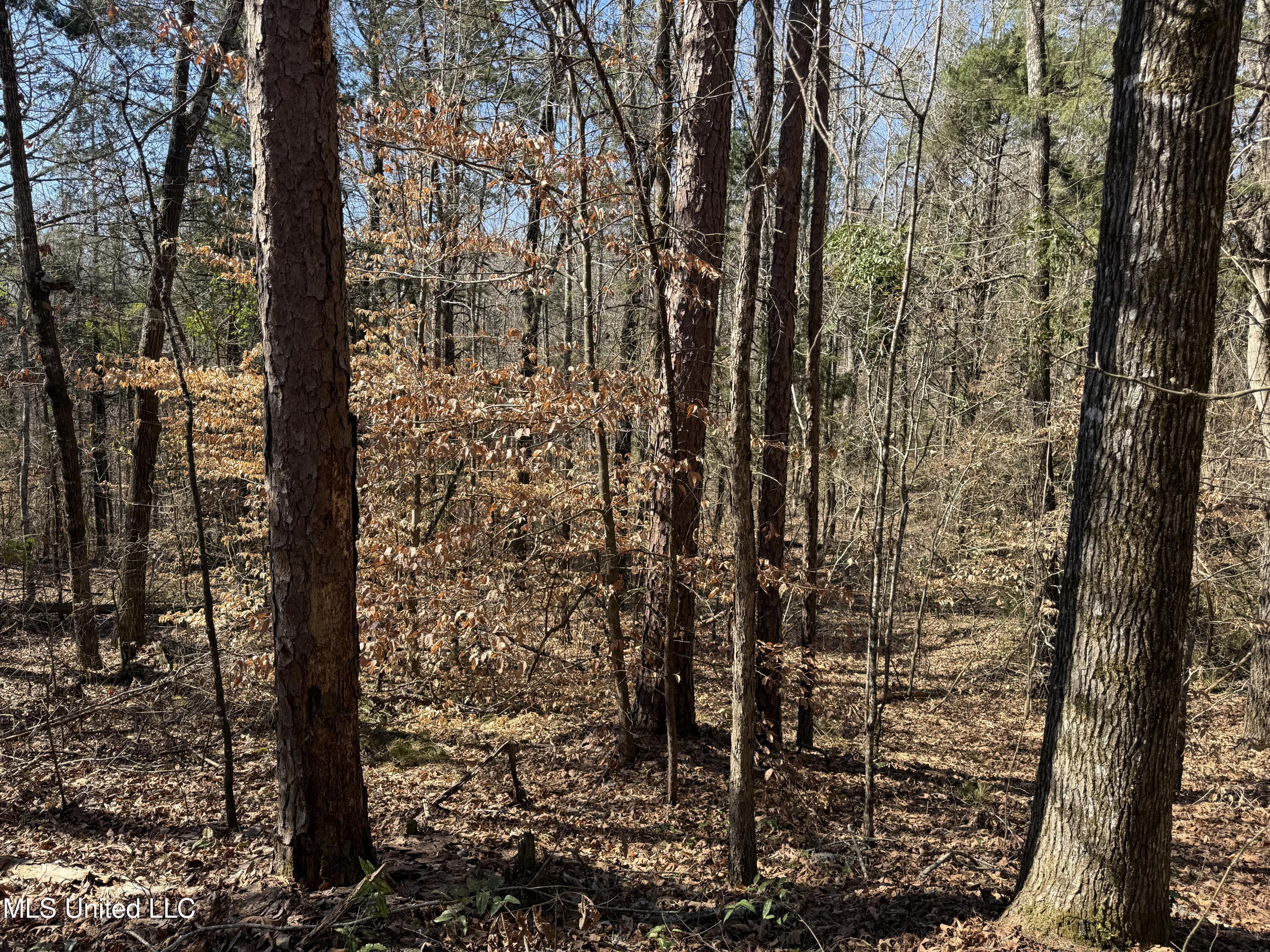 186 County Road Coffeeville, MS 38922 - Photo 15 of 26 IMG_9894