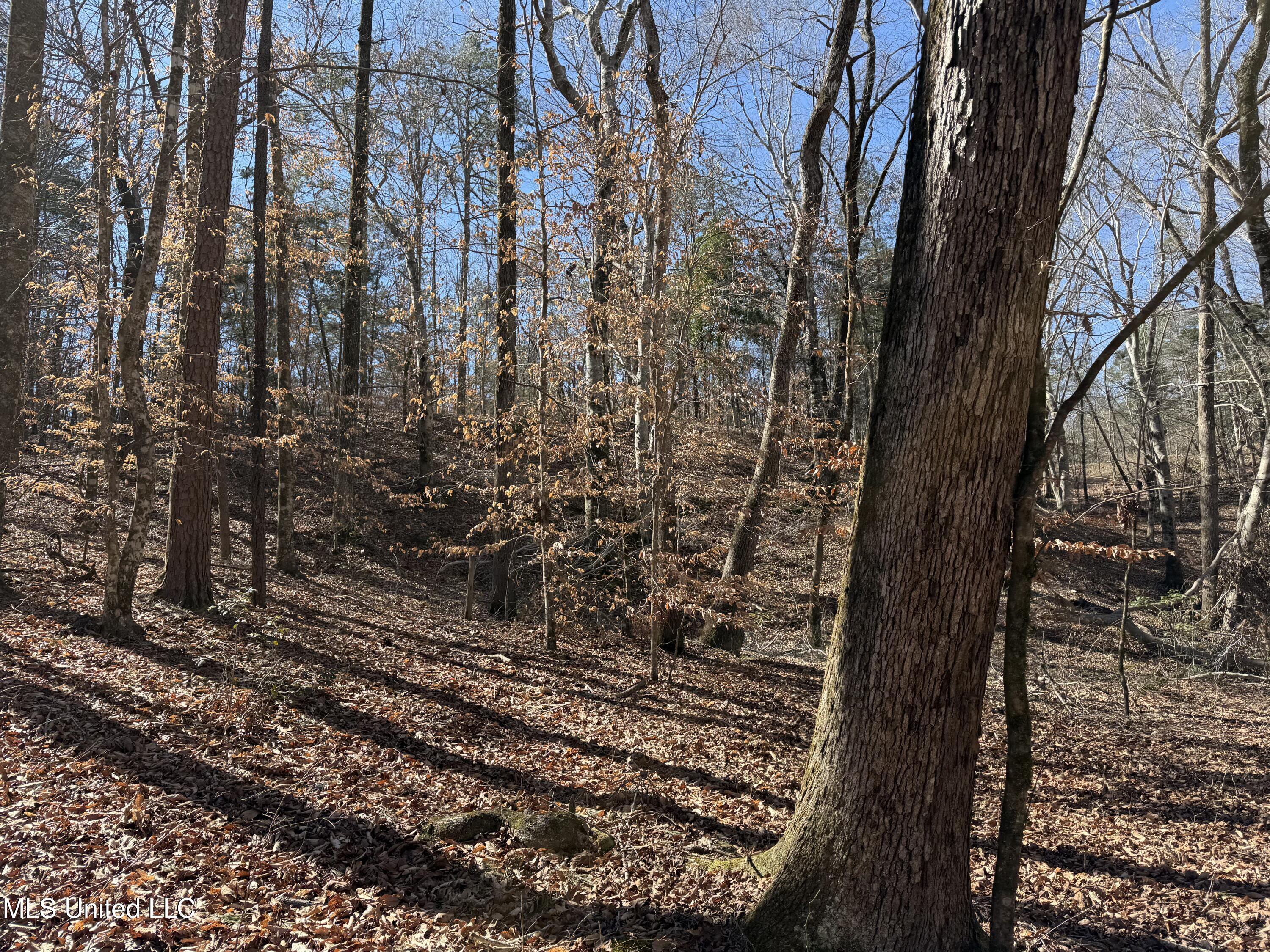 186 County Road Coffeeville, MS 38922 - Photo 2 of 26 IMG_9915