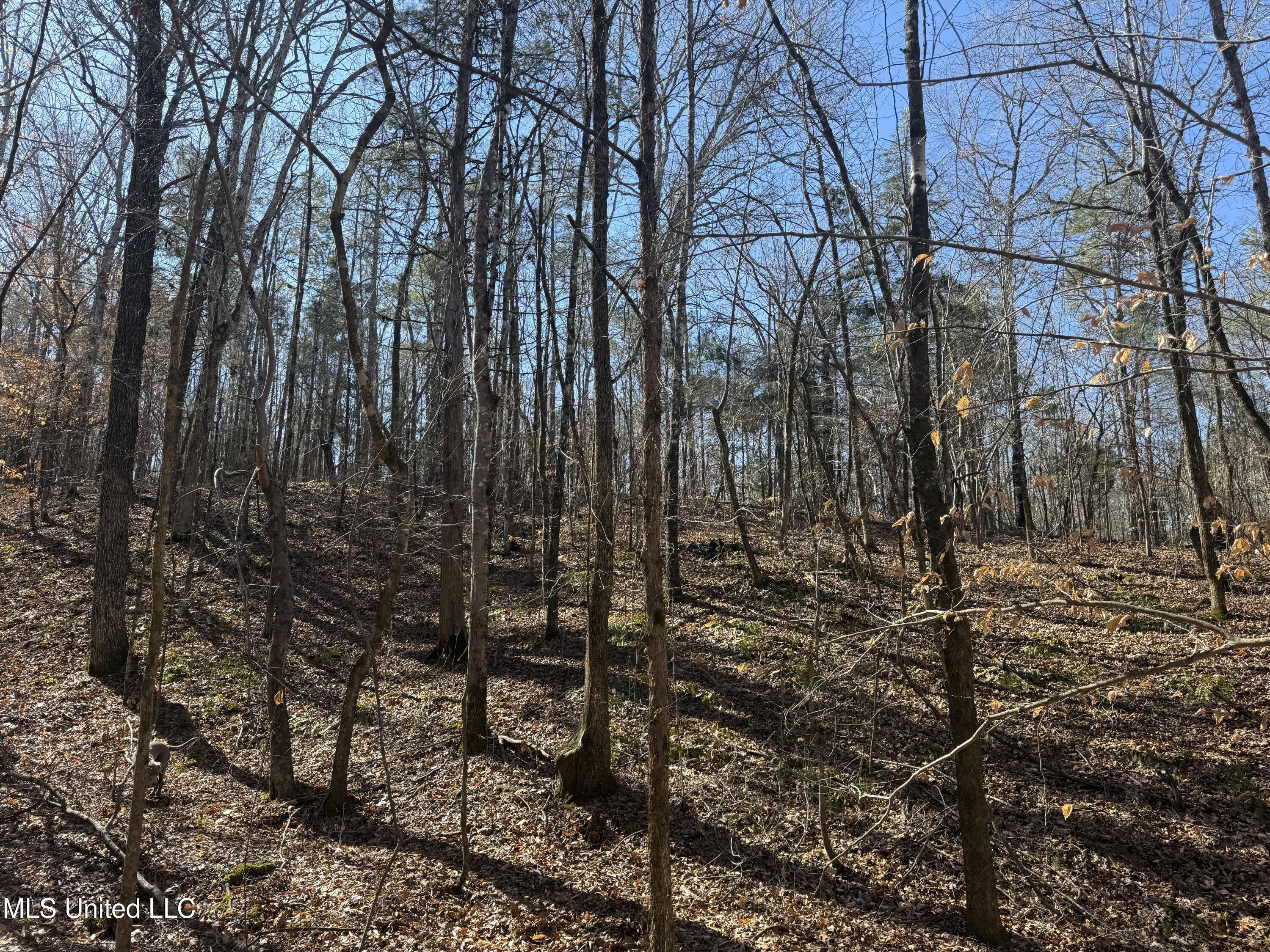 186 County Road Coffeeville, MS 38922 - Photo 21 of 26 IMG_9925