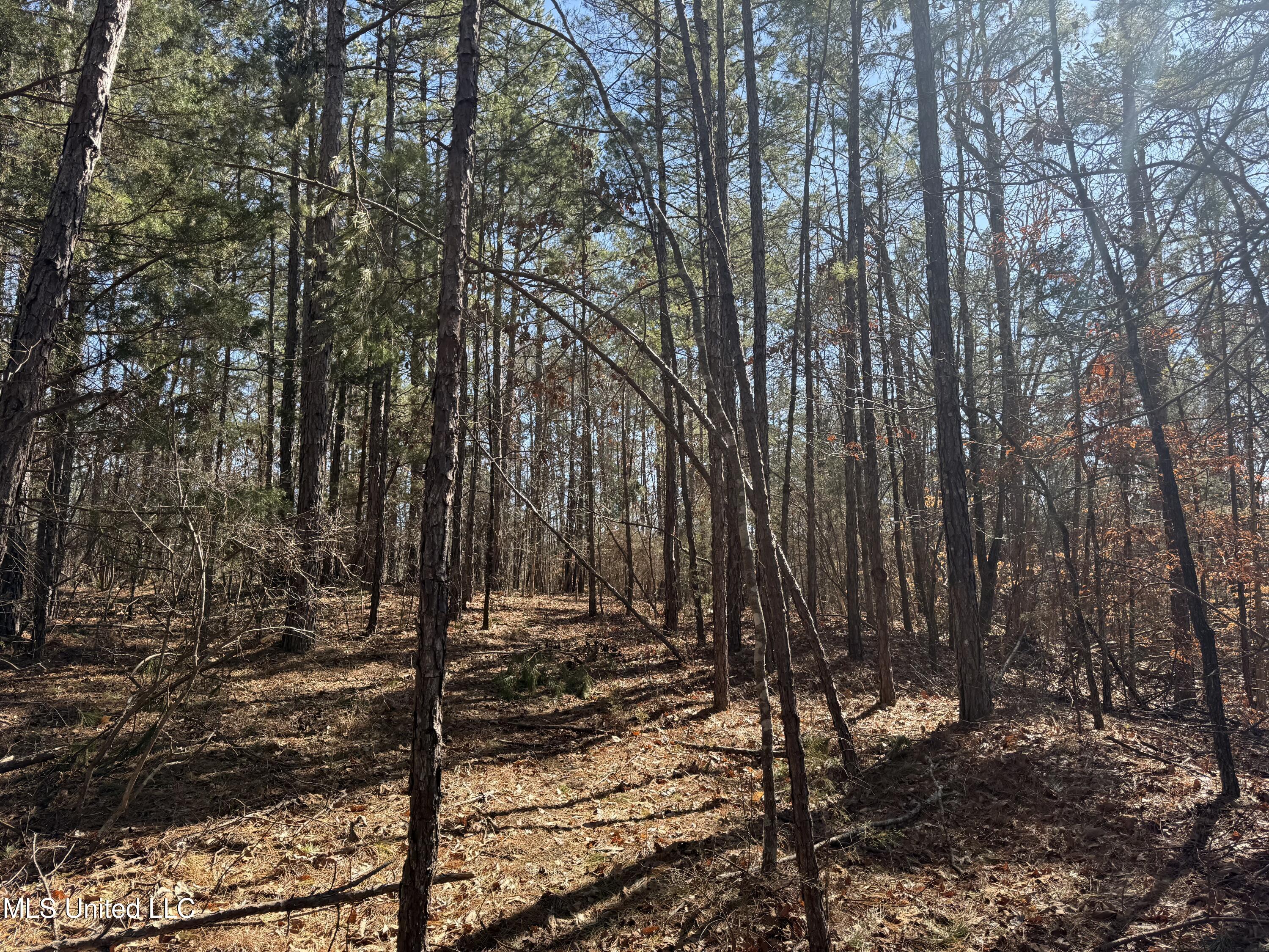 186 County Road Coffeeville, MS 38922 - Photo 5 of 26 IMG_9919