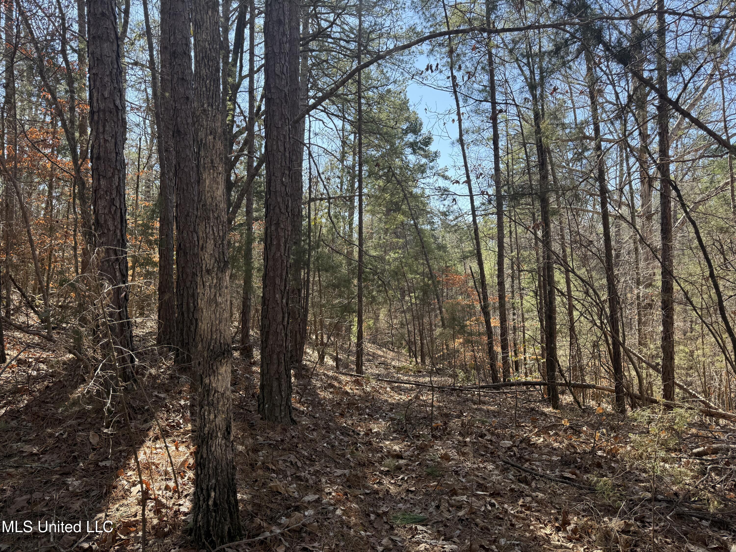 186 County Road Coffeeville, MS 38922 - Photo 10 of 26 IMG_9920