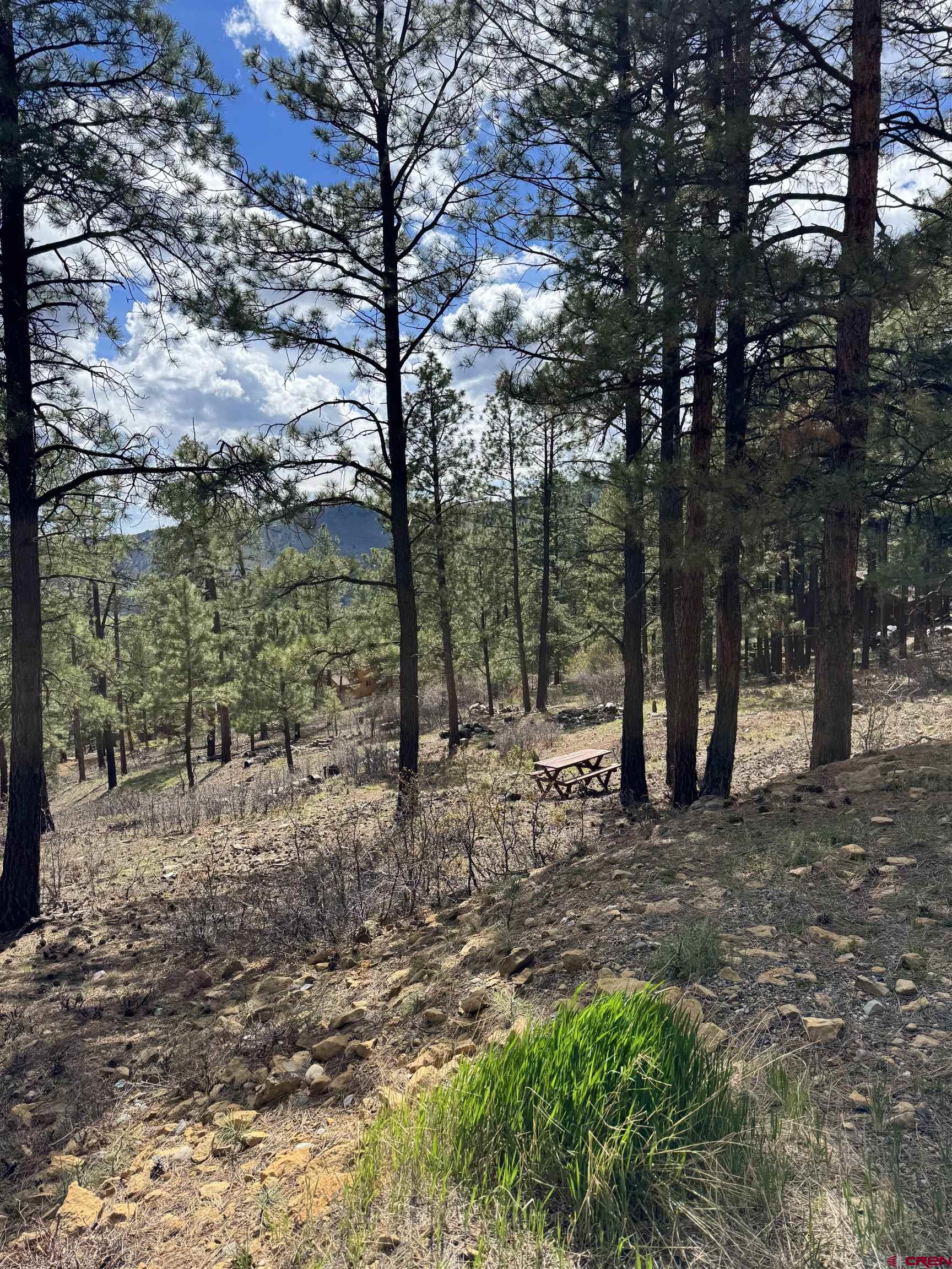 1142 Deer Ridge Drive Bayfield, CO 81122 - Photo 11 of 15 a view of a forest filled with trees