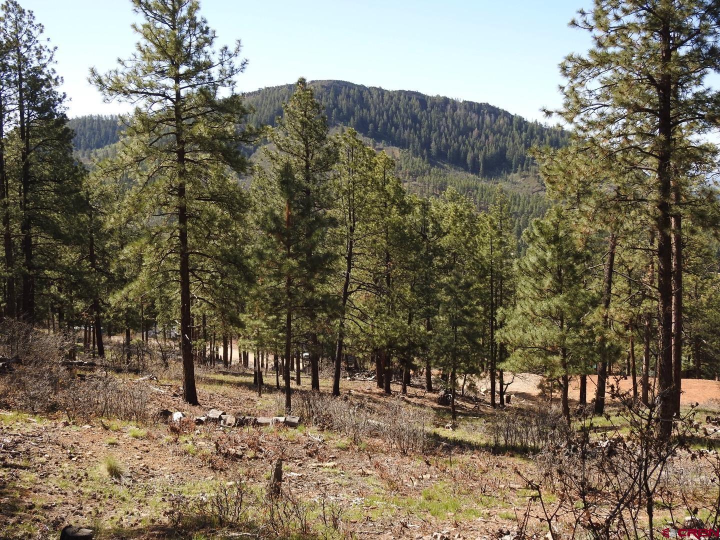 1142 Deer Ridge Drive Bayfield, CO 81122 - Photo 4 of 15 a view of road and trees