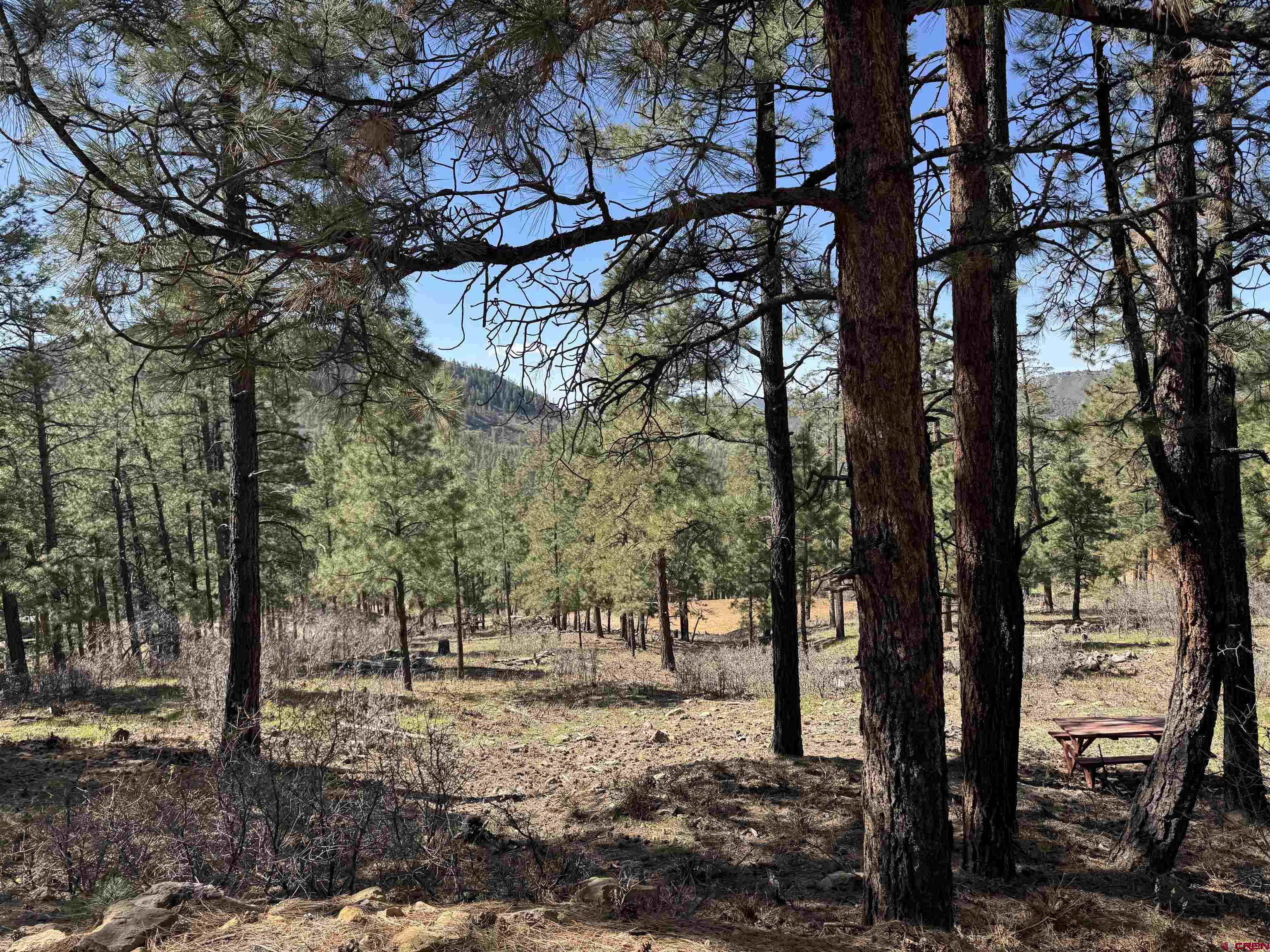 1142 Deer Ridge Drive Bayfield, CO 81122 - Photo 5 of 15 a view of a forest filled with trees