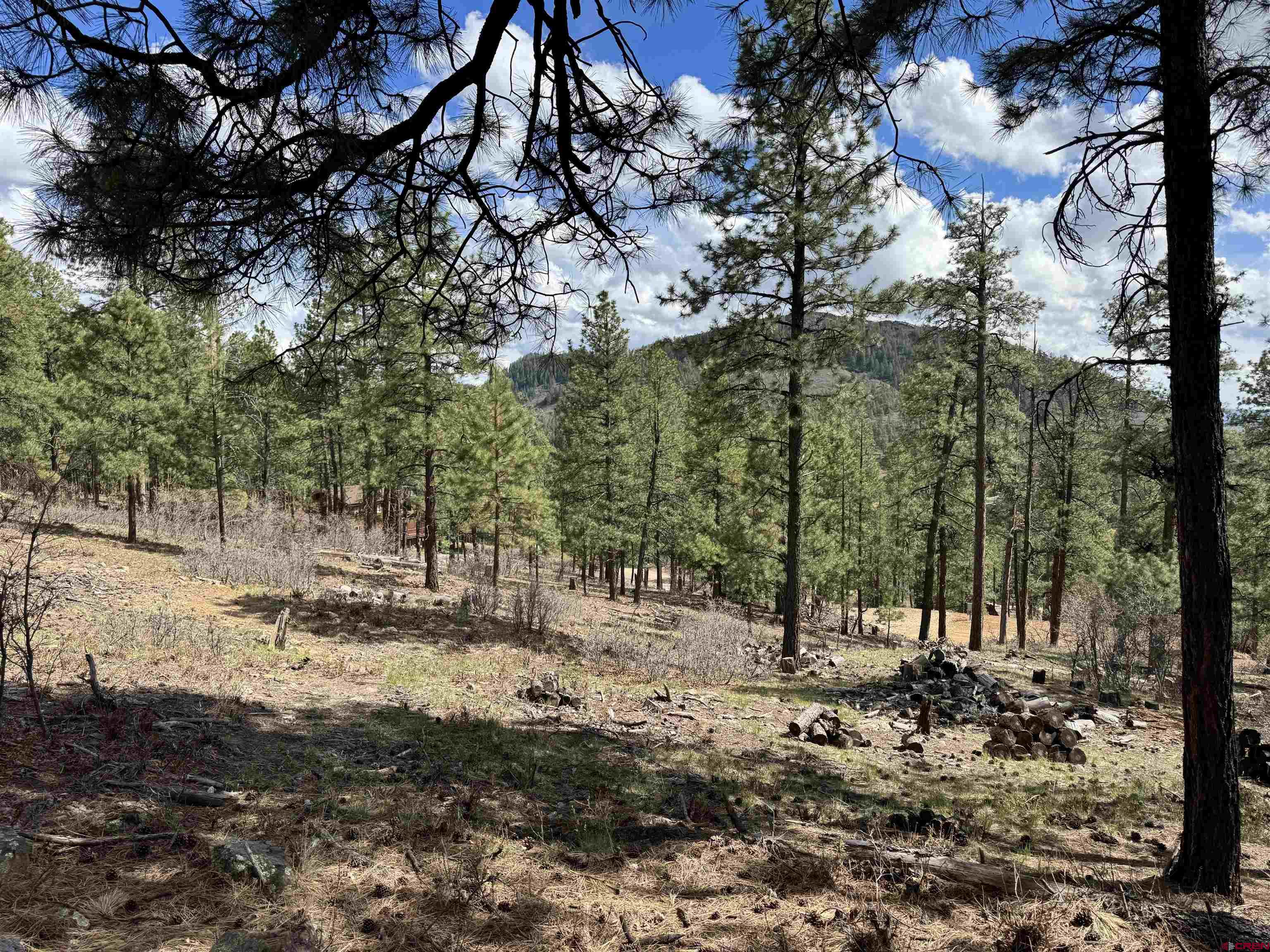 1142 Deer Ridge Drive Bayfield, CO 81122 - Photo 6 of 15 a view of a forest with trees