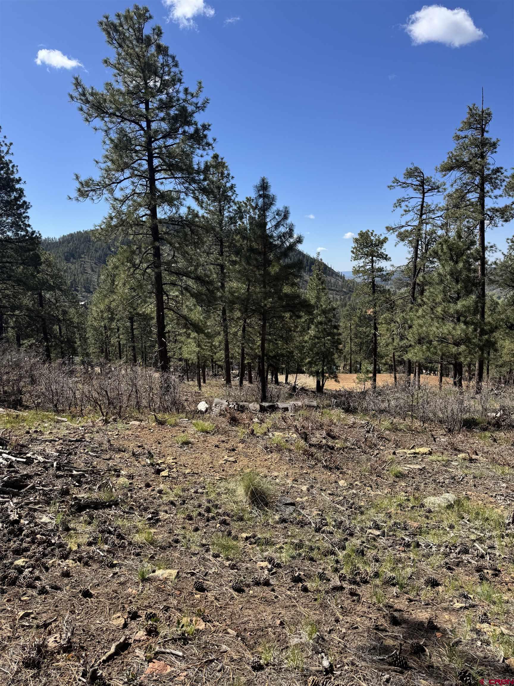 1142 Deer Ridge Drive Bayfield, CO 81122 - Photo 8 of 15 a view of a yard with a tree
