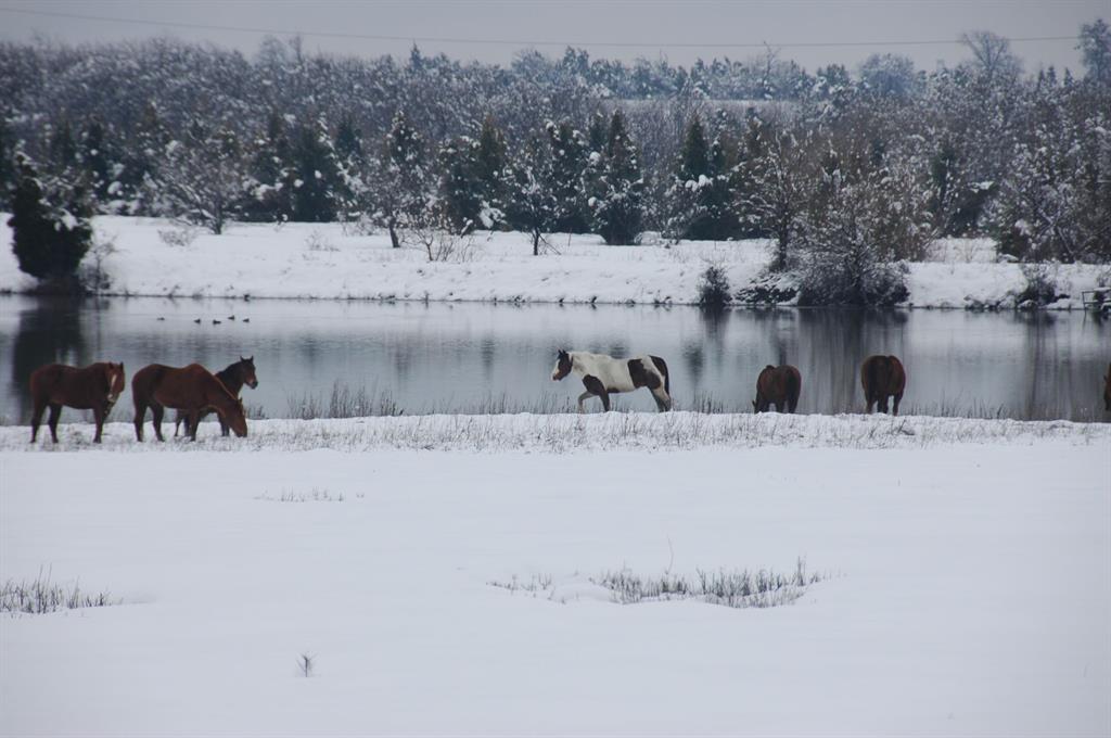 312 East Tripp Road Sunnyvale, TX 75182 - Photo 8 of 38