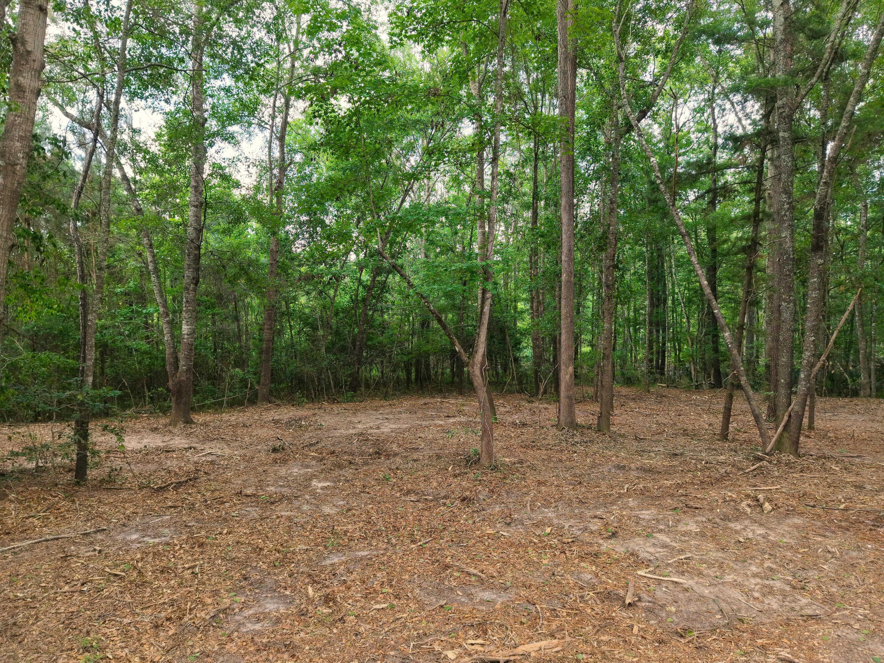 0 Hickory Hill Road Green Pond, SC 29446 - Photo 10 of 20 DJI_20260527155214_0246_D