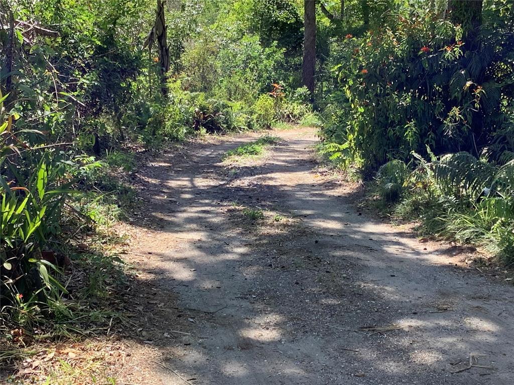 16921 Crawley Road Odessa, FL 33556 - Photo 28 of 33 a view of a yard with plants and large trees