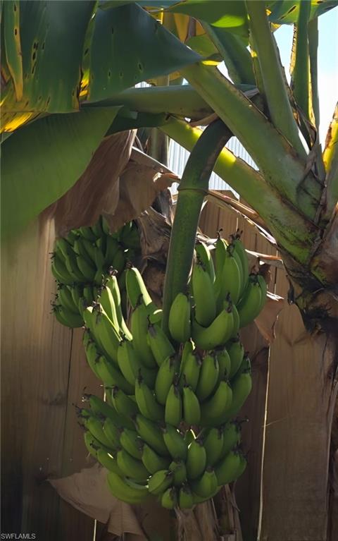 3303 32nd Street Southwest Lehigh Acres, FL 33976 - Photo 34 of 35 a view of banana tree