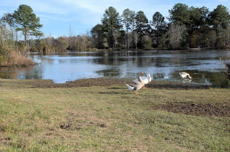 871 Rutland Street Hephzibah, GA 30815 - Photo 3 of 3