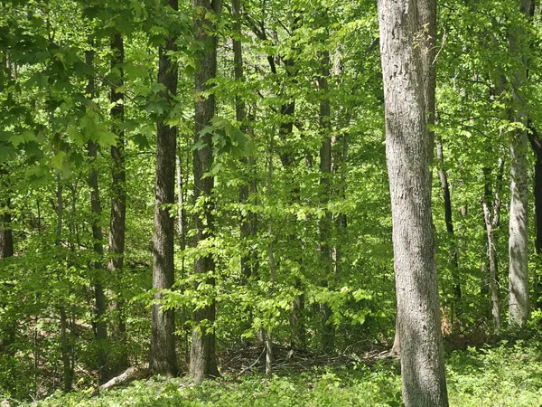 a view of outdoor space with trees