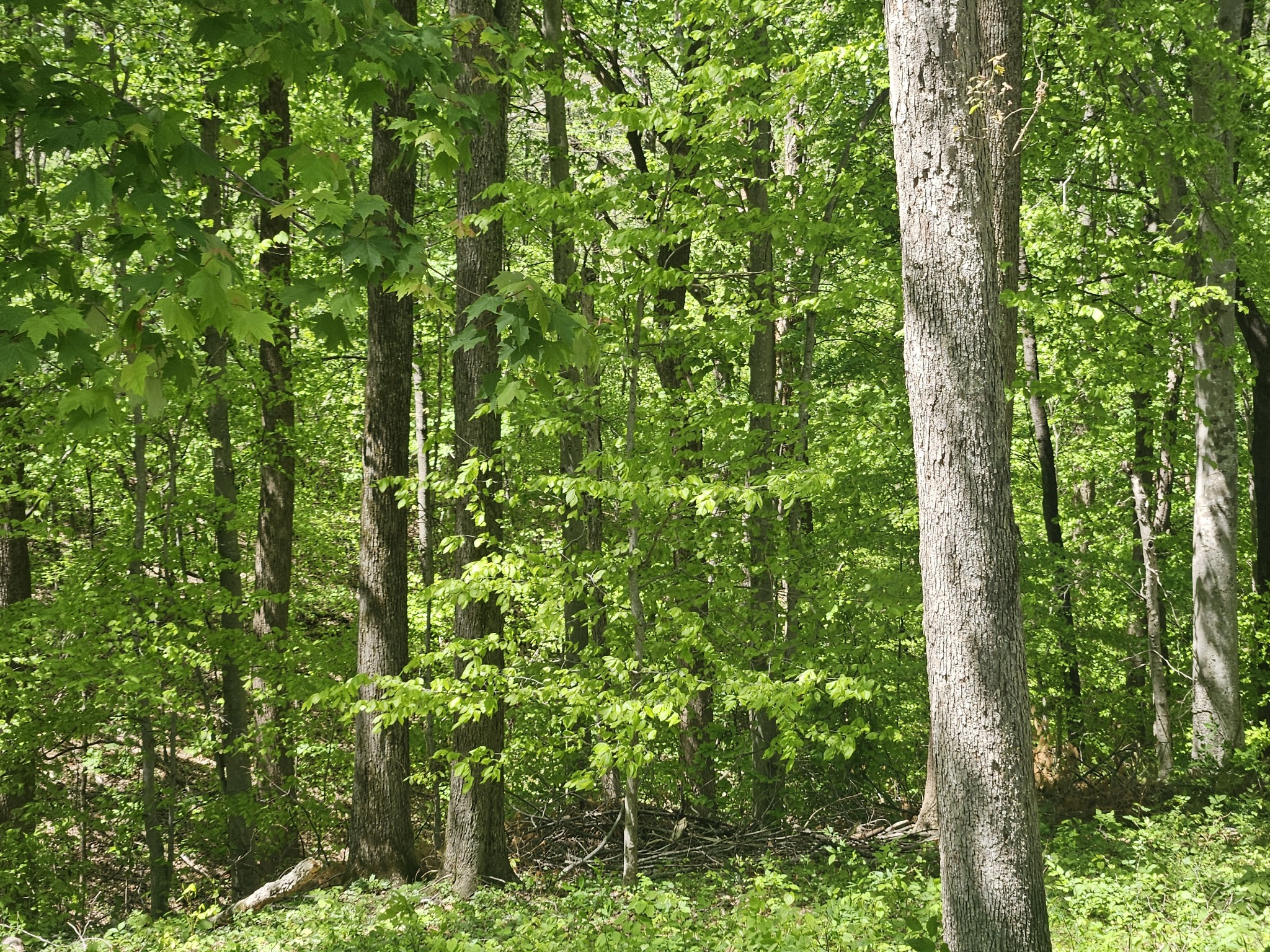 1581 Galen Road Lafayette, TN 37083 - Photo 34 of 36 a view of forest