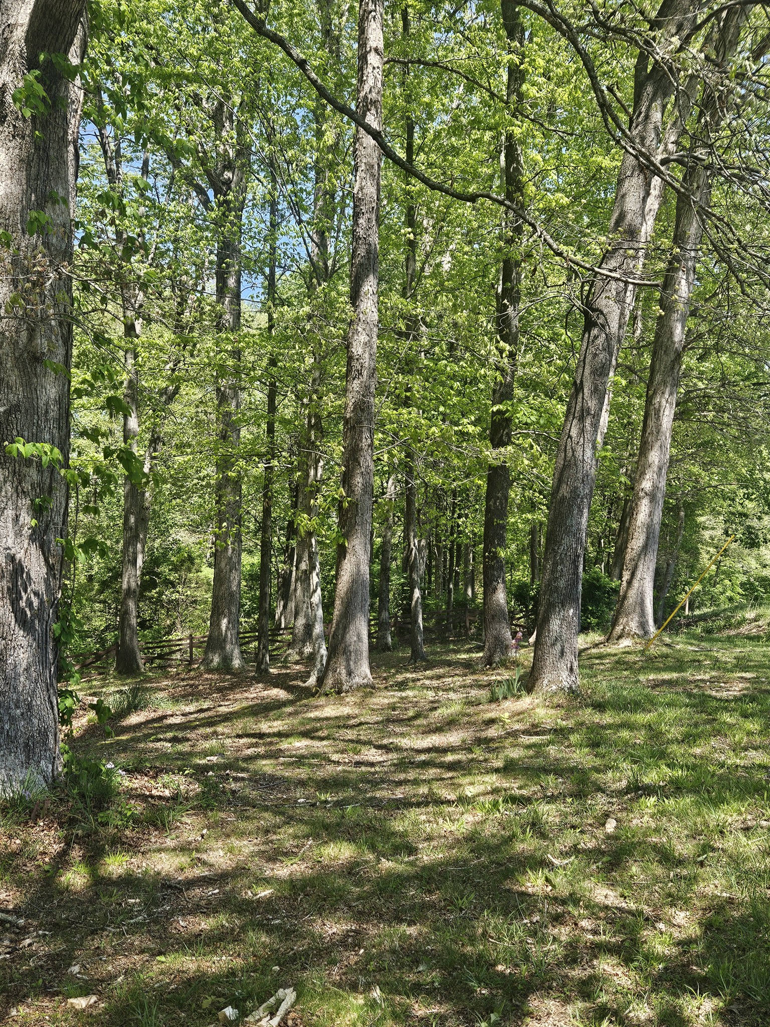 1581 Galen Road Lafayette, TN 37083 - Photo 35 of 36 a view of outdoor space with trees