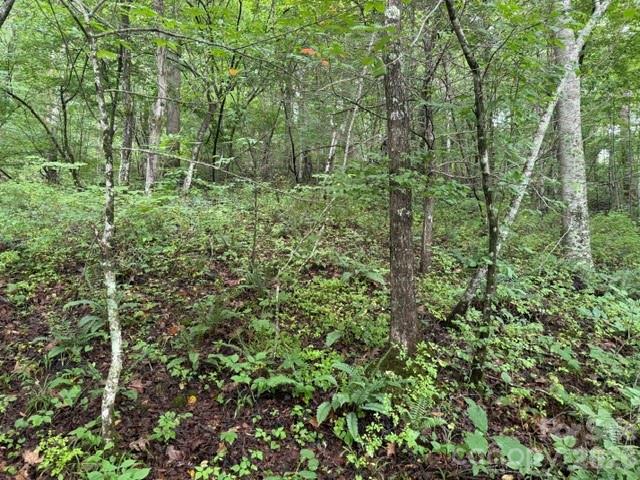 Tbd Meadow Fork Road Hot Springs, NC 28743 - Photo 10 of 20