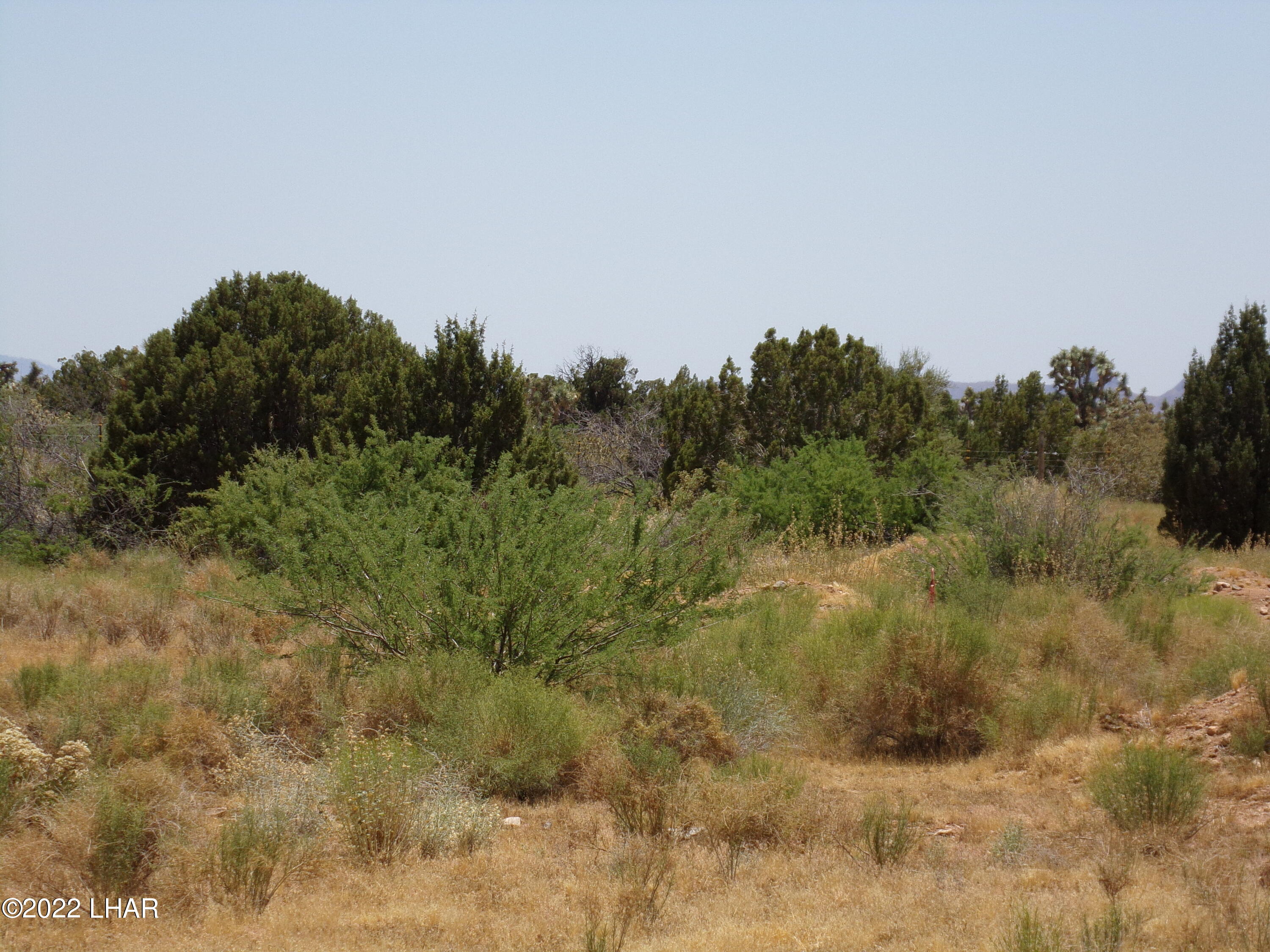 262 South Wagon Trail Road Yucca, AZ 86438 - Photo 18 of 42 Vegetation Junipers