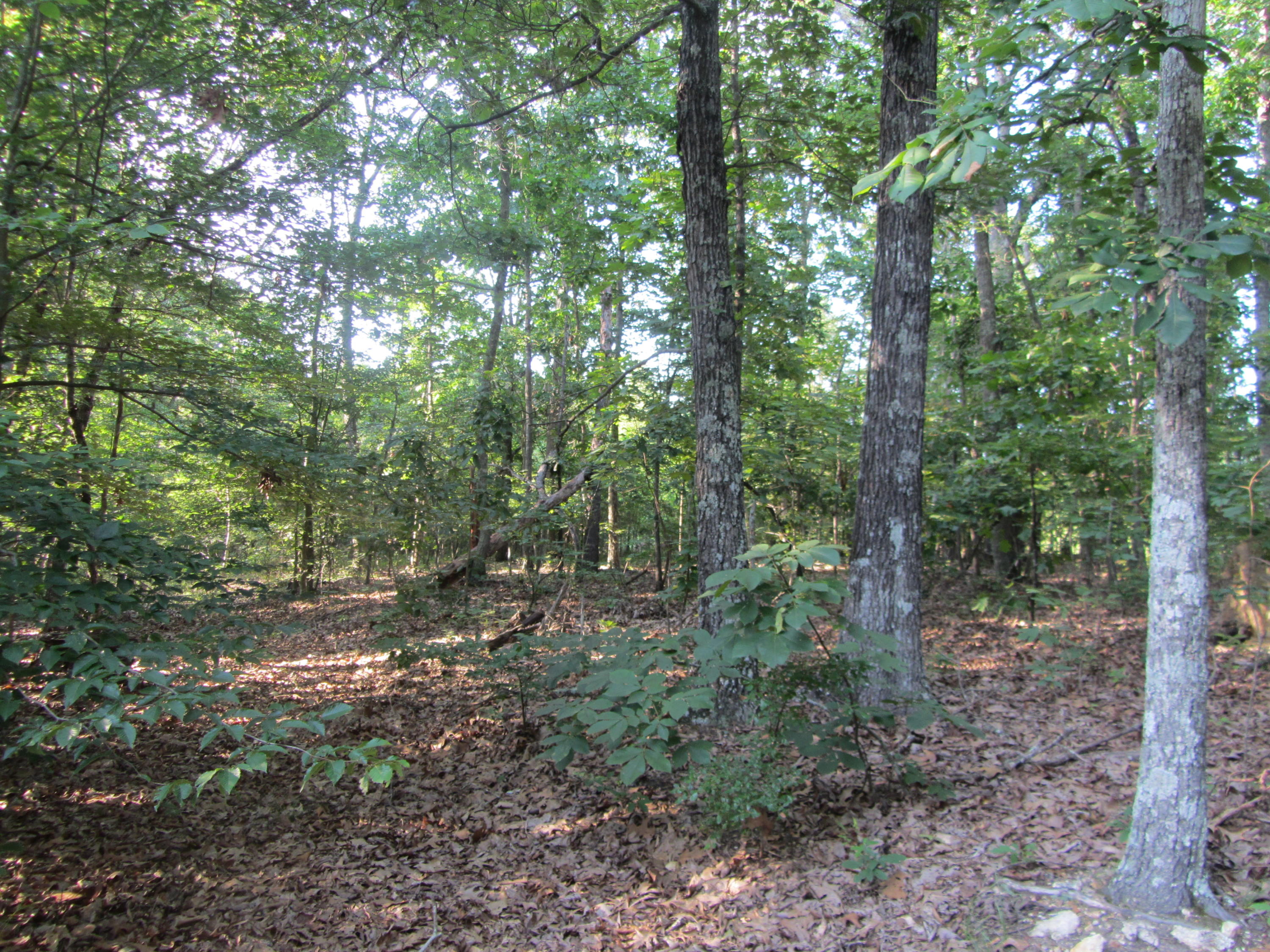 1133 Davis Ridge Road Ringgold, GA 30736 - Photo 23 of 31 IMG_3340