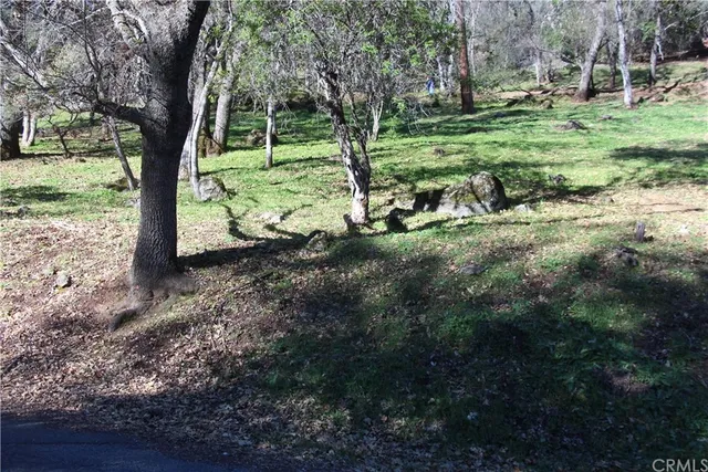 a view of a forest with a tree