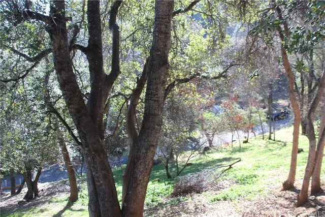 a view of a trees in a yard