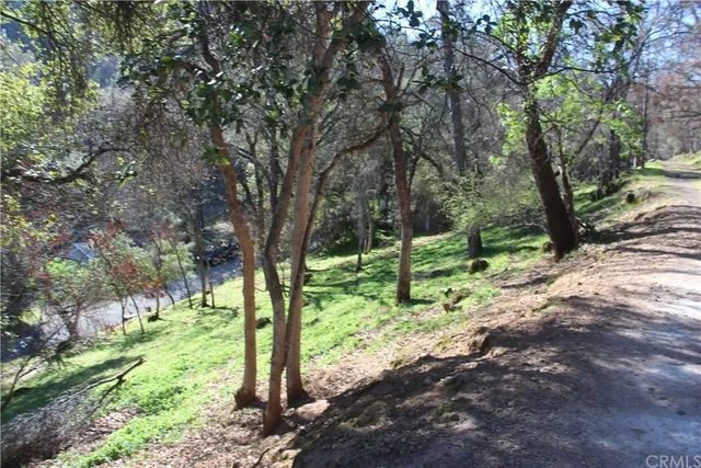 a view of a trees with a tree