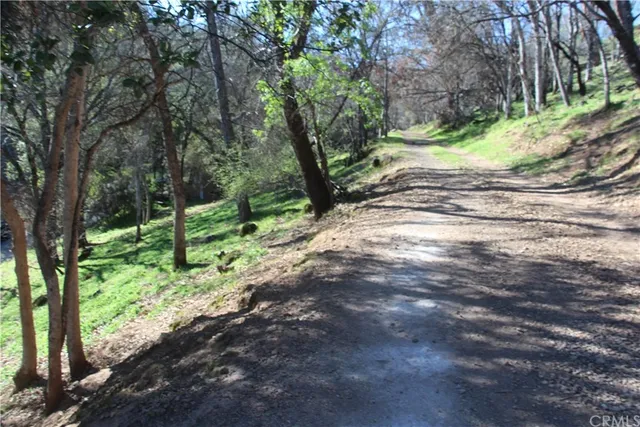 a view of a yard with plants and large trees