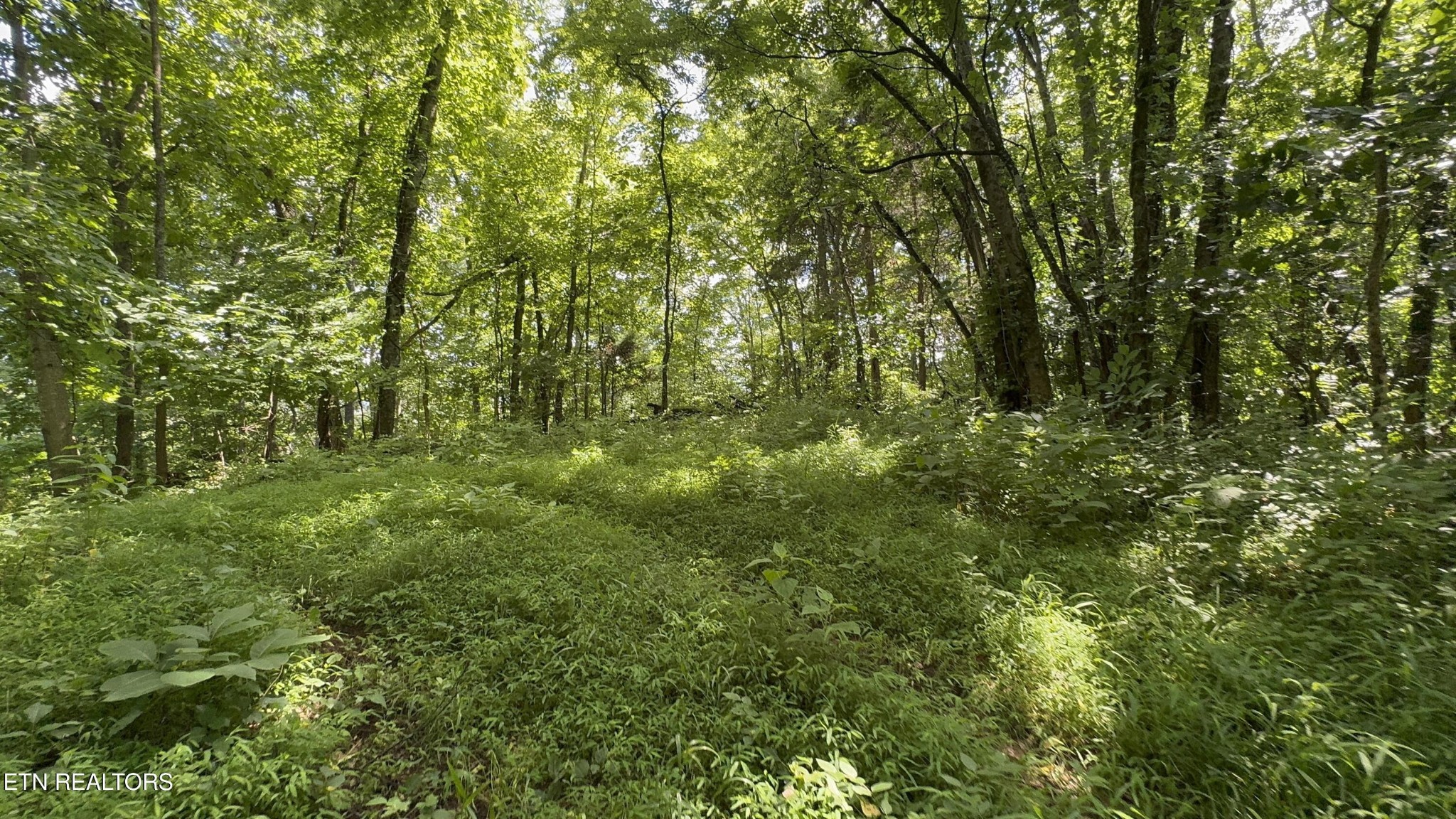 301 Holloway Road Newport, TN 37821 - Photo 45 of 51 Gallery Image 45